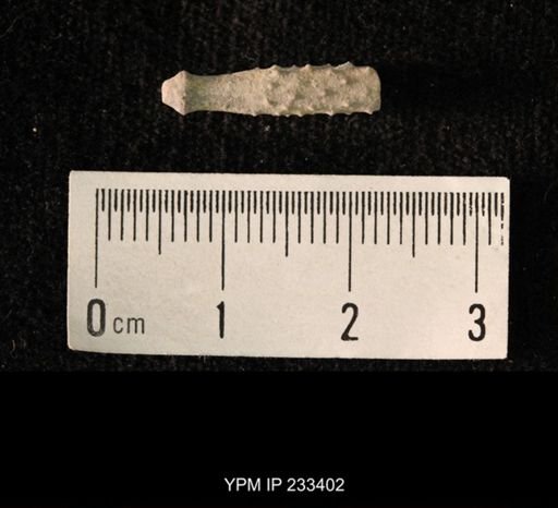 Archaeocidaris sp.