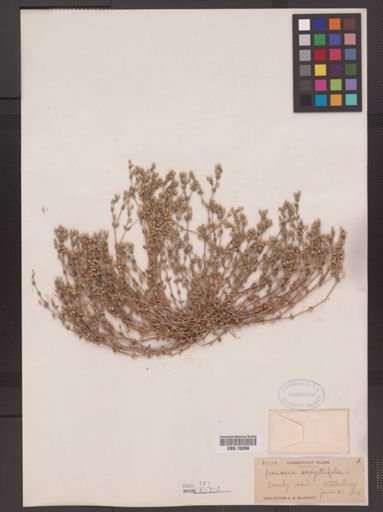 Arenaria serpyllifolia