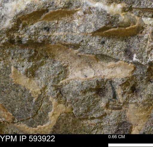 undet. Mollusca
