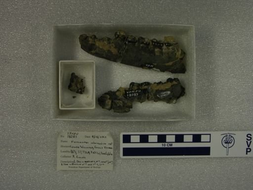 Phenacodus intermedius