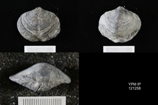 Athyris sp.