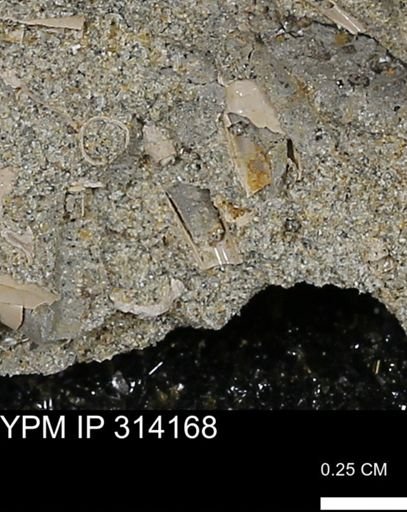 undet. Scaphopoda