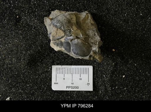 Gastropoda