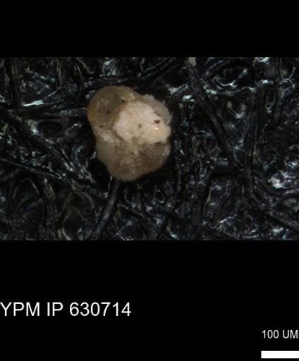 undet. Foraminiferida