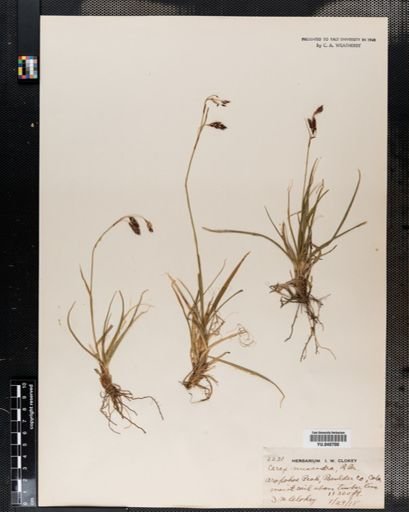 Carex