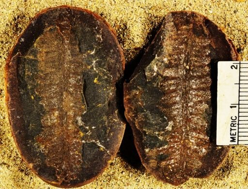 Pecopteris