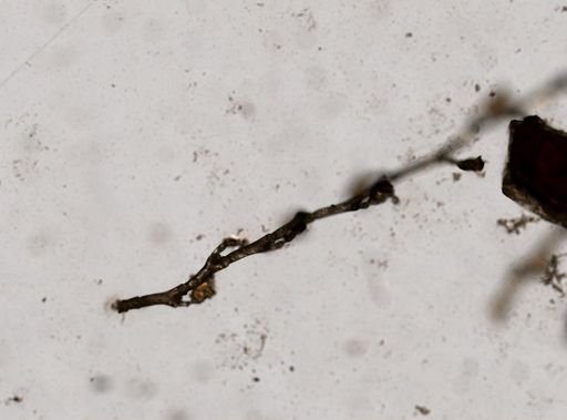 Plumularia