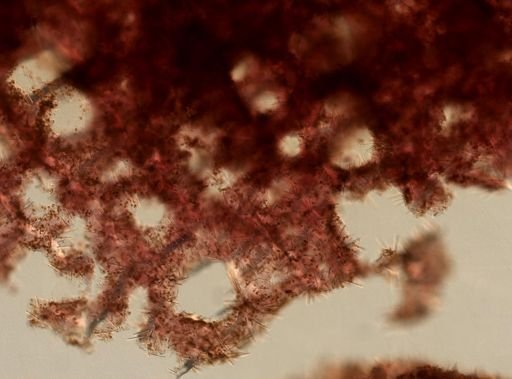 Agelas sceptrum