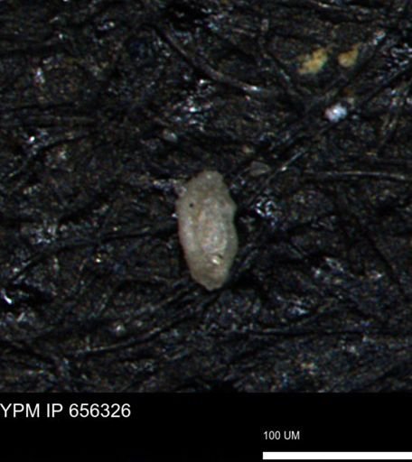 Spirolocammina subcircularis