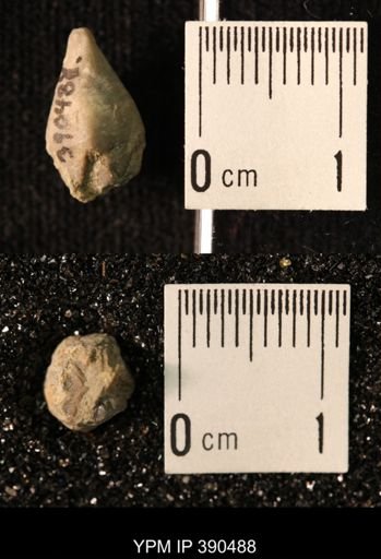 Heteroschisma