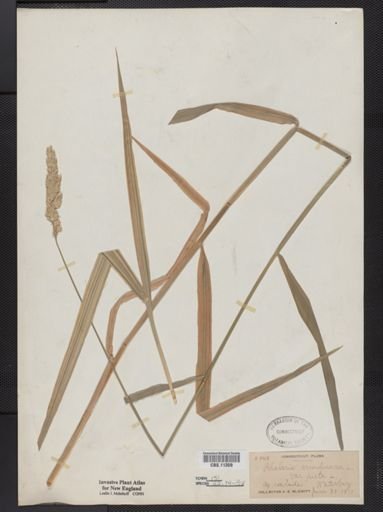 Phalaris arundinacea