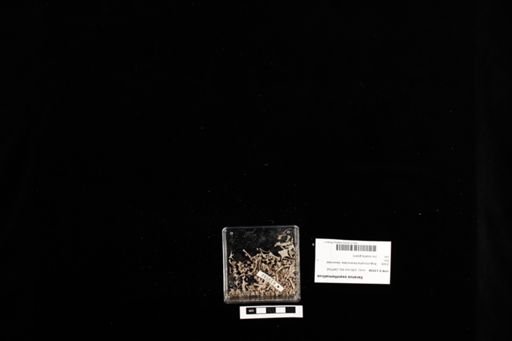 Varanus exanthematicus