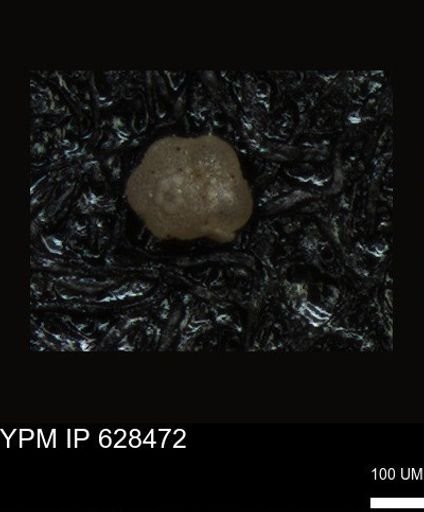 undet. Foraminiferida