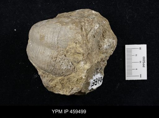 Echinoconchus moorei