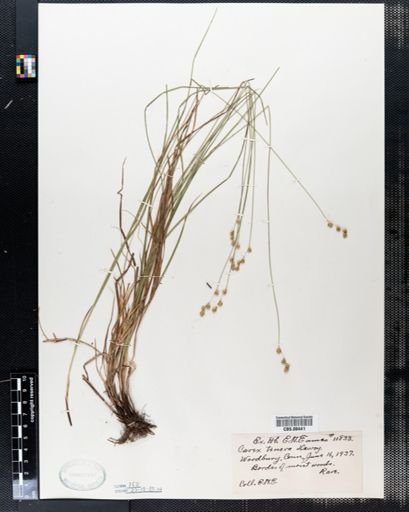 Carex tenera