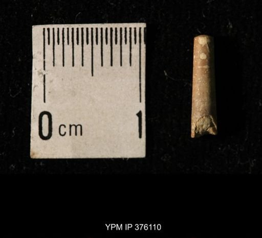 Pseudorthoceras knoxense