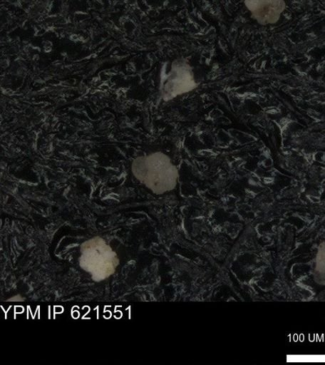 undet. Rugoglobigerinidae