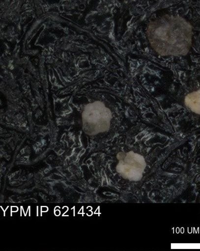 undet. Foraminiferida