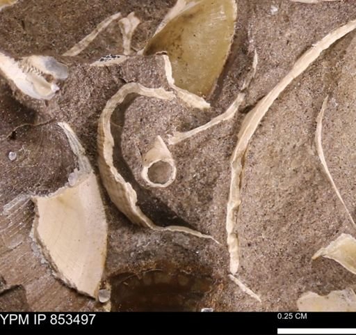 undet. Dentaliidae