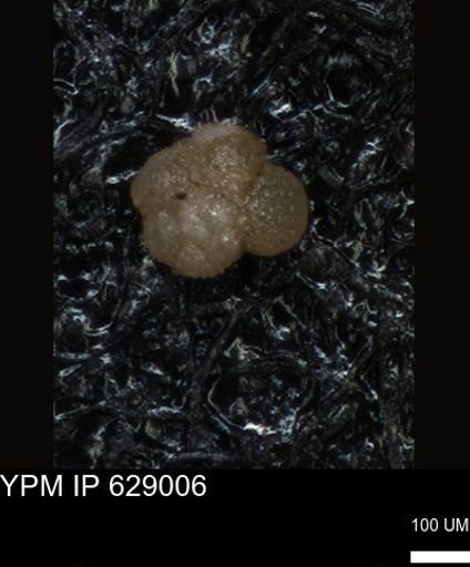 undet. Foraminiferida