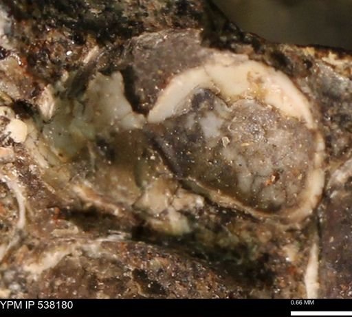 Corbulamella gregaria