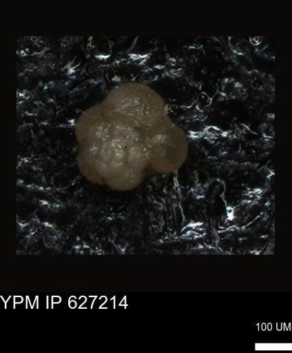 undet. Foraminiferida
