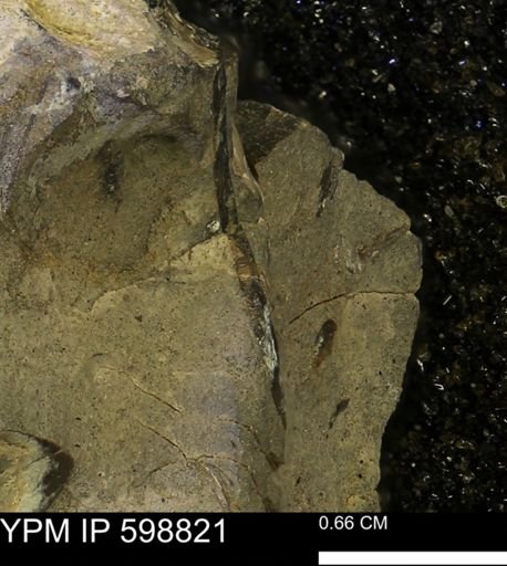 undet. Mollusca