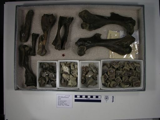 Propalaeohoplophorus australis