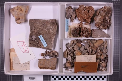 mixed taxa, stratigraphic collection