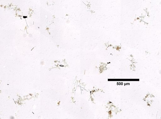 cf. Velinea