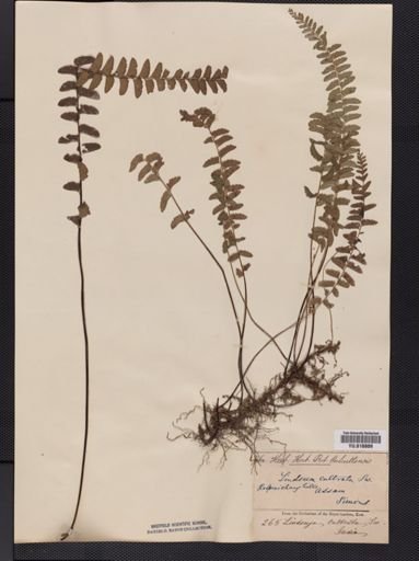 Lindsaea