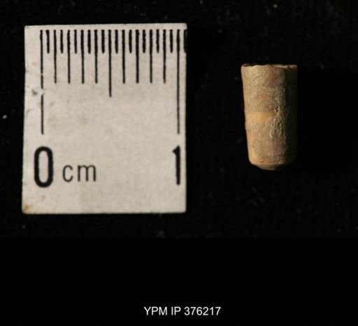 Pseudorthoceras knoxense