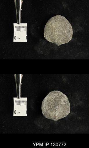 Spinatrypa spinosa