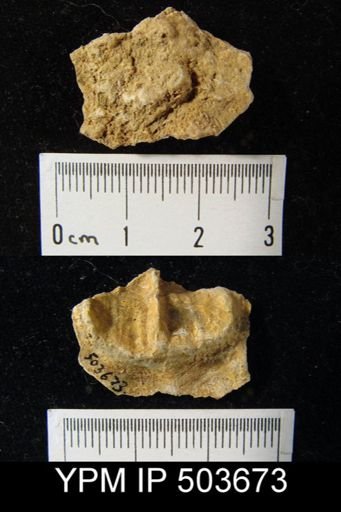 undet. Brachiopoda