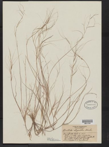 Aristida oligantha