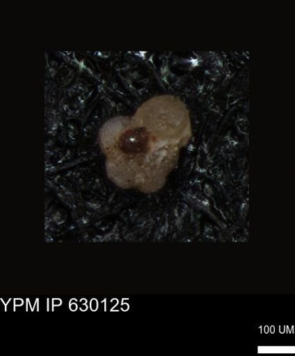 undet. Foraminiferida