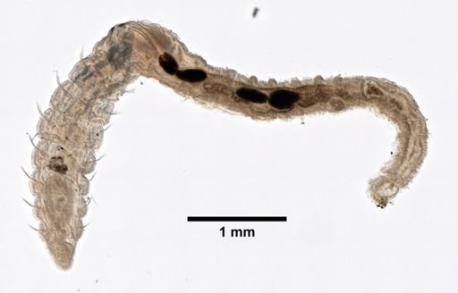 Oligochaeta