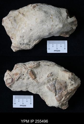 Pacifastacus chenoderma