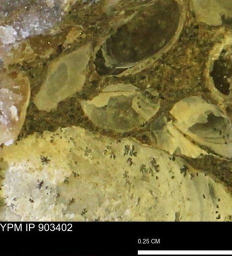 Corbulamella sp.