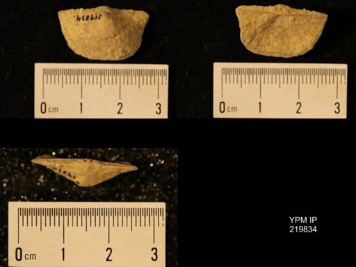 Chonetes granulifer