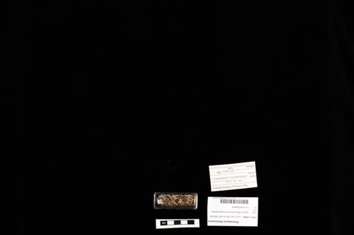 Petrosaurus thalassinus
