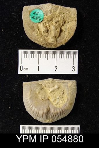 Strophonella reversa