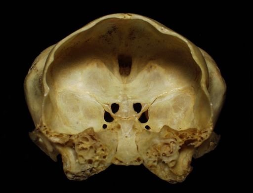 Aotus trivirgatus