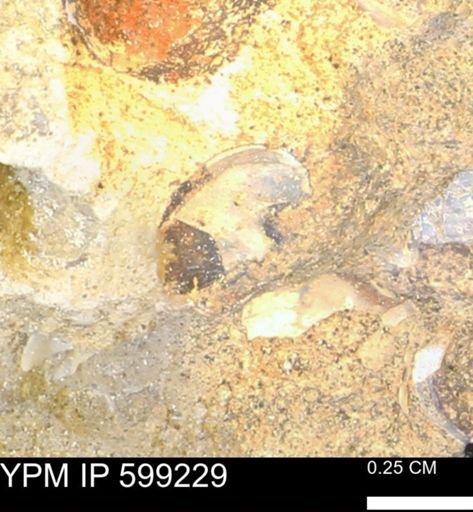 undet. Bryozoa