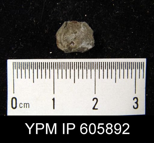 Pugnax osagensis