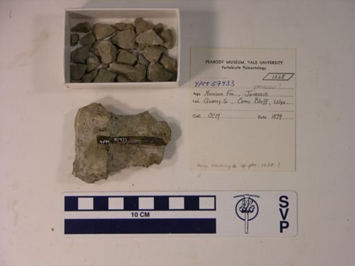 Pterosauria?