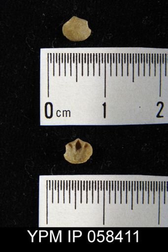 Dalmanella subcarinata