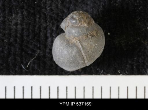 Viviparus montanaensis