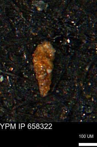 Verneuilinoides kansasensis