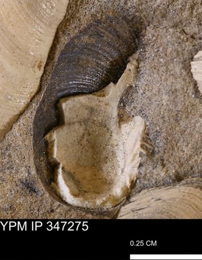 Limopsis striatopunctatus